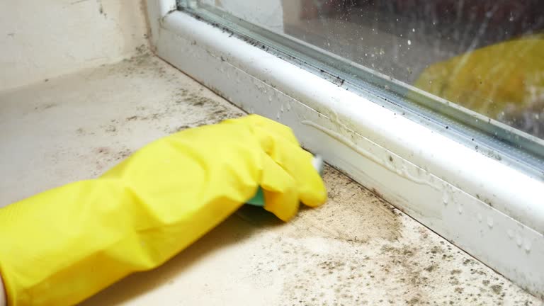 Why You Should Choose Our Mold Remediation Services in North Fort Myers, FL